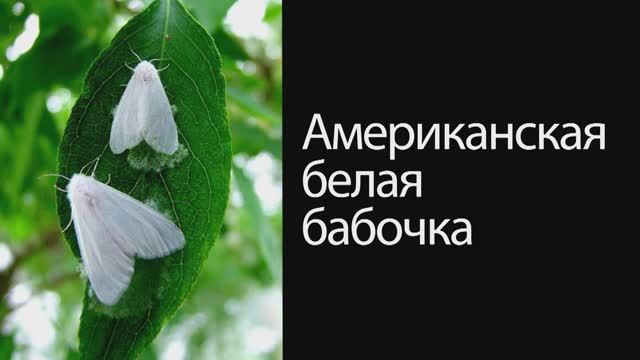 Американская белая бабочка