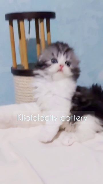 мальчик хайленд-фолд,  питомник элитных шотландских кошек Kliofoldcity