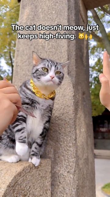 Кот пятак  на удачу