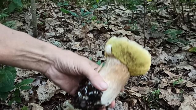 Эх,два белых гриба!