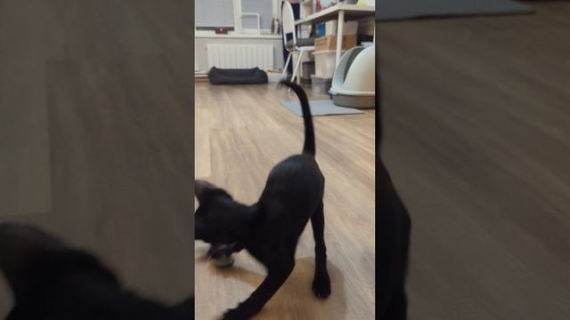 Вечерние игры