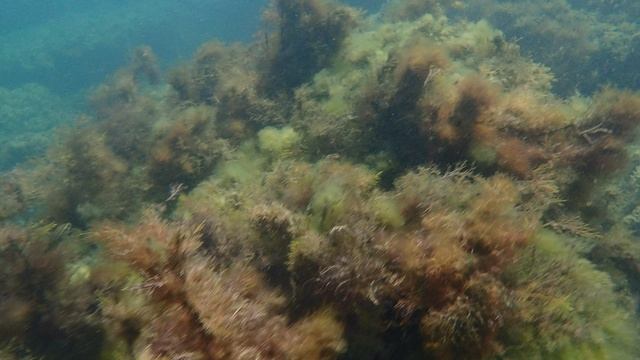Под водой в чёрном море