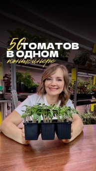 🍅 Эффективный способ посева томатов на рассаду
