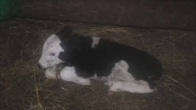 Впервые покажем изнутри скотское житьё скотины на одной кинешемской ферме