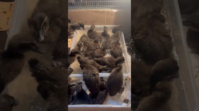 Утята бегунки 14-03-2025
