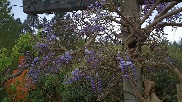 Glicinia (Wisteria sinesis) sus cuidados 9 abril 2013