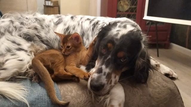 Абики такие абики