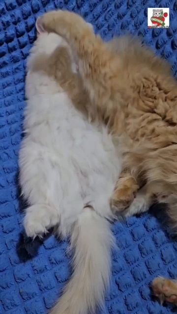 Зацелую допьяна измену как цвет 😻🥰❤️🥰😽