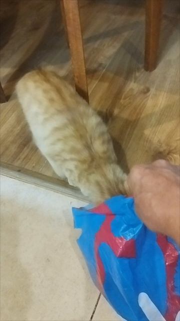 Босс! Пакет-игрушка!