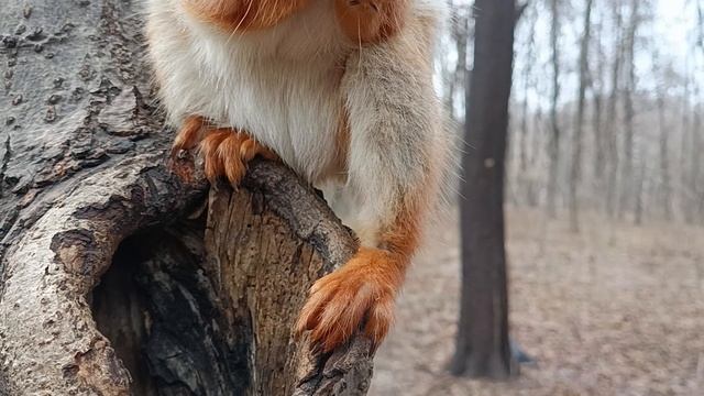 Хорошая, спокойная белочка