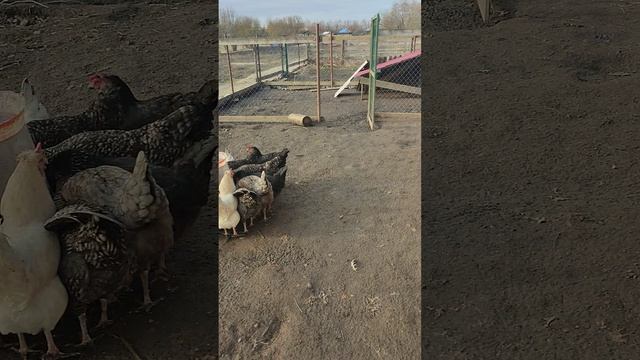 Кормлю кур🐔 собрал яйца🥚 в гордом одиночестве 🤠