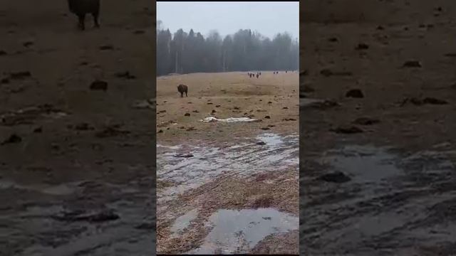 Видео от Живая природа