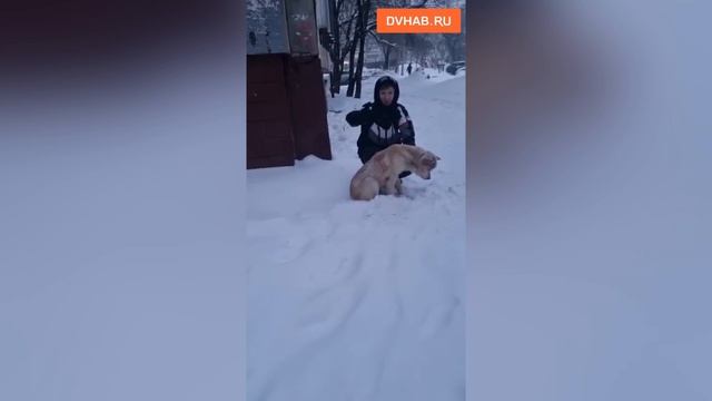 Собаку породы акита спасают хабаровчане