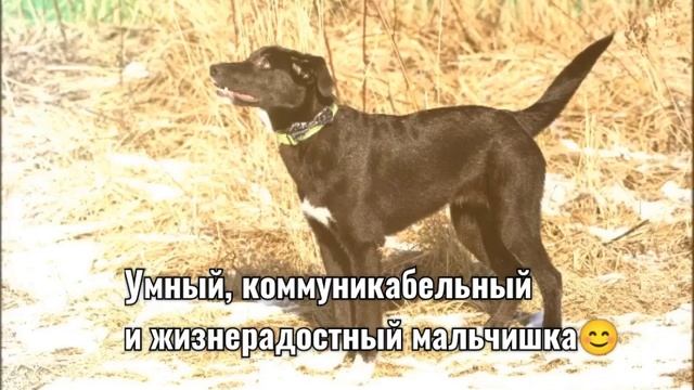 Джон🐾Хвостович🐾Леннон из щенячьей группы Битлз ищет дом🏠