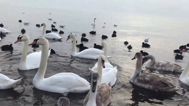 Гуси,лебеди - цап