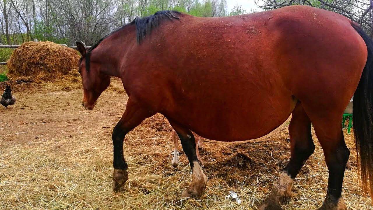 Лошадь родила в лесу и Вы узнаете, кто помог ей в ЭТОМ.