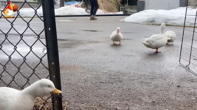 Идеальное птицеводство достойно восхищения 🐓🦆🦢🦚🦃🐔 эпизод (106)