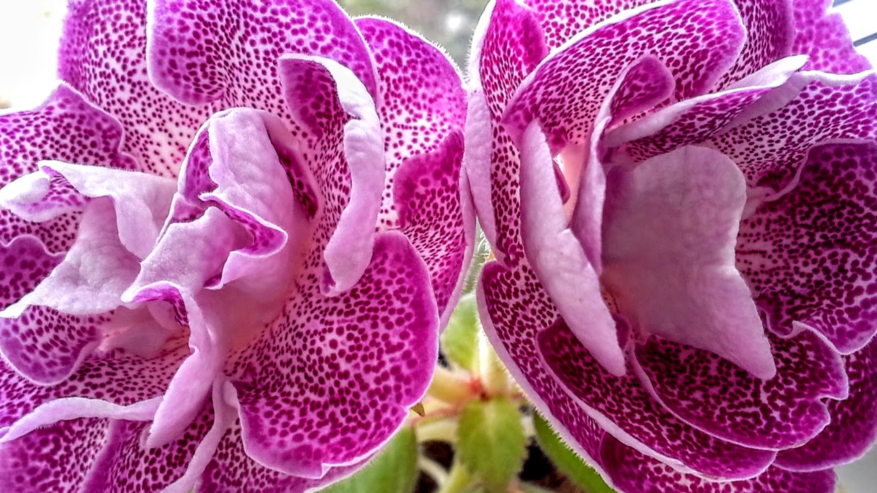 Перевалка глоксиний