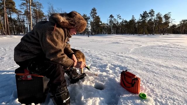 ЕДЕМ НА РЫБАЛКУ В ГЛУХИЕ МЕСТА. НА ОЗЕРО С ПАЛАТКОЙ И ПЕЧКОЙ. БОЛОТНОЕ ОЗЕРО ПОЛНОЕ КРУПНЫХ ОКУНЕЙ.