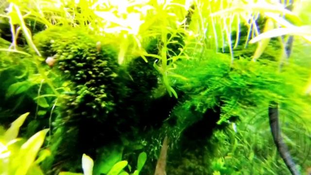 AQUASCAPE NATURAL STYLE (OVERGROW)