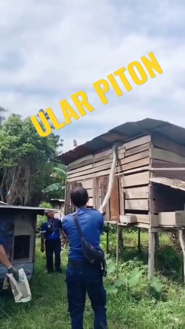 Ular Piton Laporan waraga lumayan besar