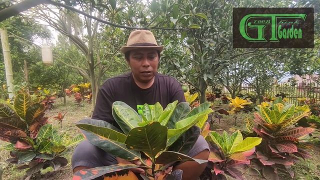 komodo, kombinasi puring moonlight dan puring dorinda