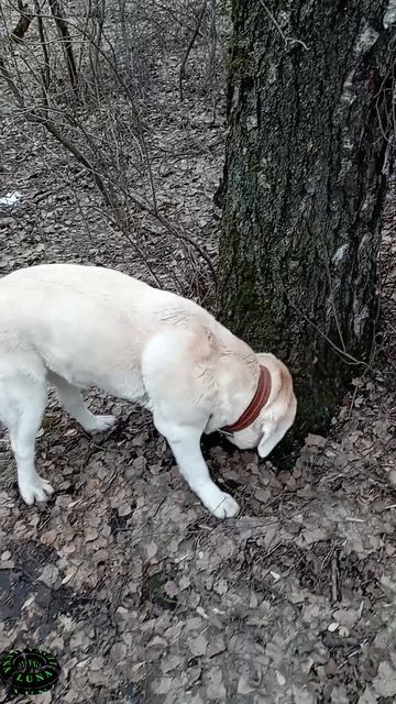 В лесу