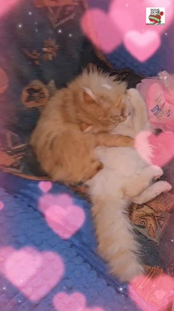 К Пикселюше с утра пораньше во сне пришла Настюня 🌞😻🥰💓💋😽