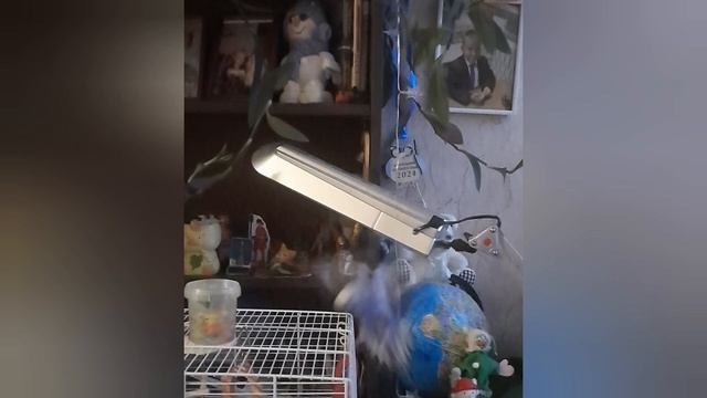 Смешные видео с попугаем