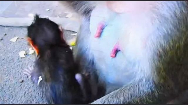 Какой дисциплинированный и выдержанный макашонок...   1000038492.mp4