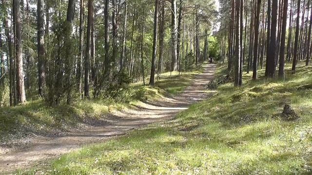 56 - Andrzej Kaminski - Tuchola forests day 2