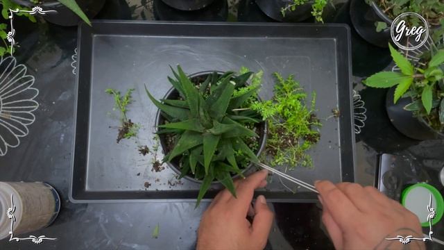 019 | Hankey Dwarf Aloe (Haworthiopsis attenuata var. radula) | Weeding