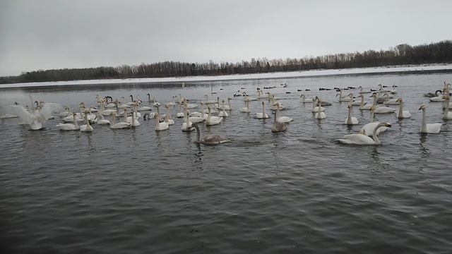 Лебеди и Мы.