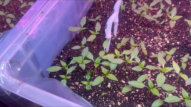 Сегодня 14 марта , рассада  от посева 1 марта баклажан, сладкого, острого перца, томаты 8 марта