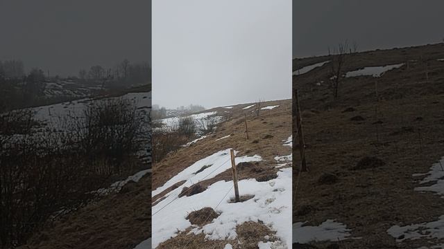 Плотина на ручье. Бобры.