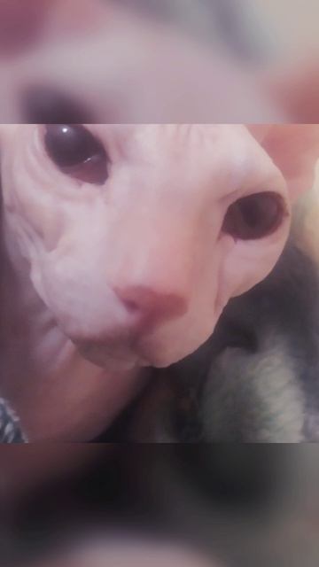 мой котик