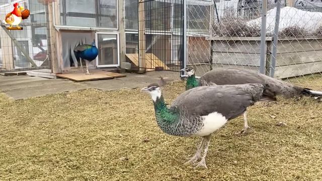 Идеальное птицеводство достойно восхищения 🐓🦆🦢🦚🦃🐔 эпизод (104)