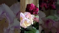 🐇🌸Стрептокарпус DS-Роскошь в компании с не менее прекрасными сортами DS-Акварель, DS-Неон и DS-Lov