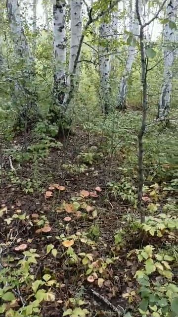 лес,грибы.