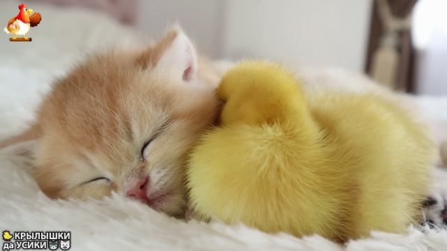Утята и Цыплята - Кошки и котята (270) Хвостики да Усики ❣️😘😂