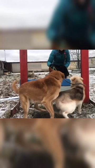 Коржик и Буян в поиске дома 🏡🙏🏻