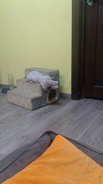 VID_20230911_223140