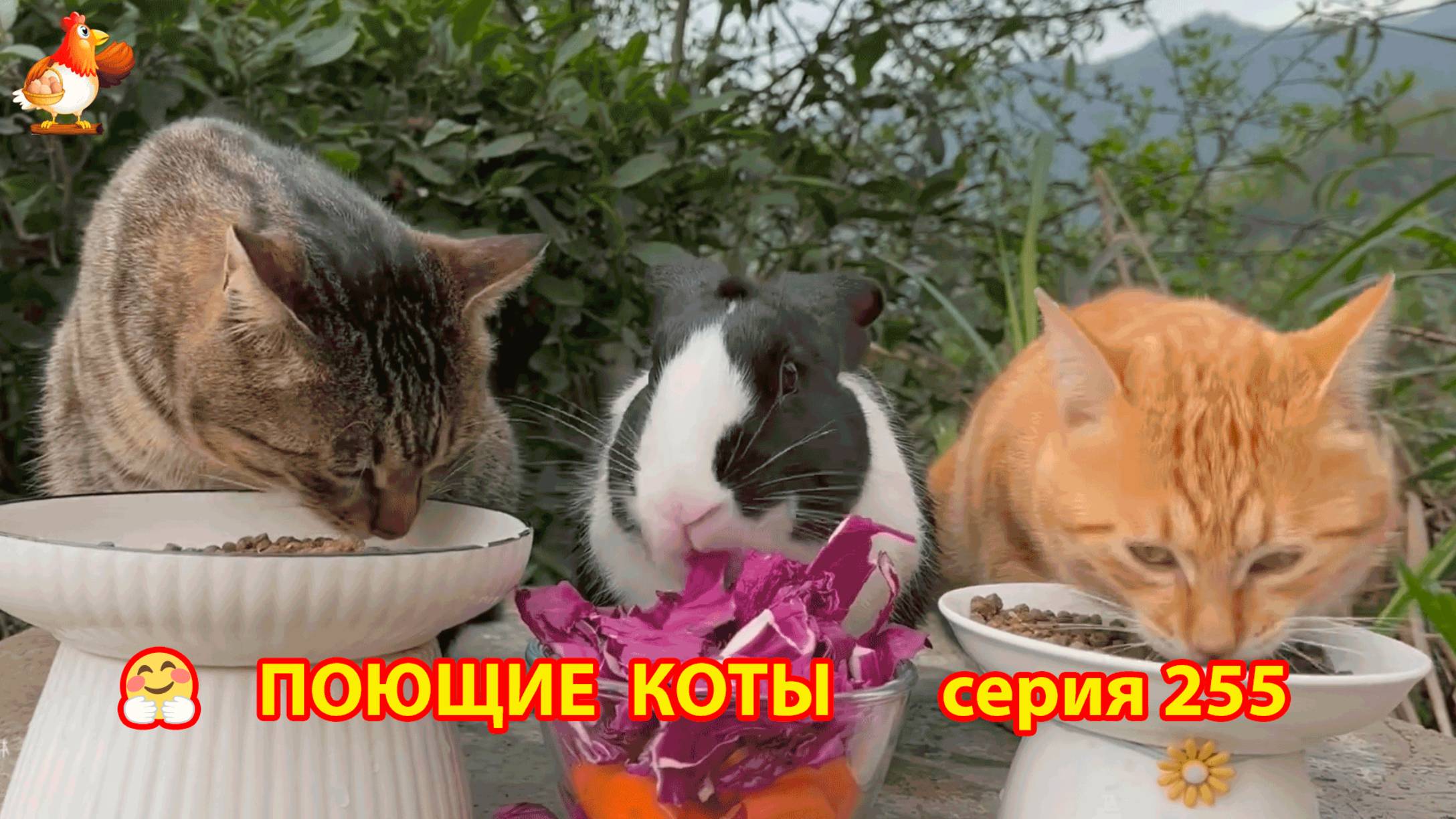 Крутые коты у птичьего двора серия (255) 🐈🐈😹 Природа Абхазии и подворье с птицами и животными ❣