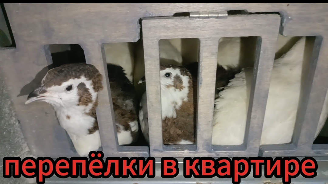 Перепела в меду🍯🤤перепелята растут🐥😅