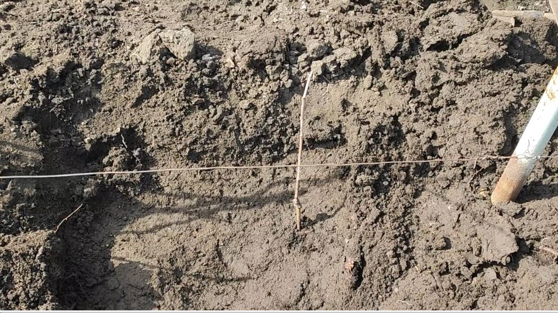 Что делать на винограднике в марте