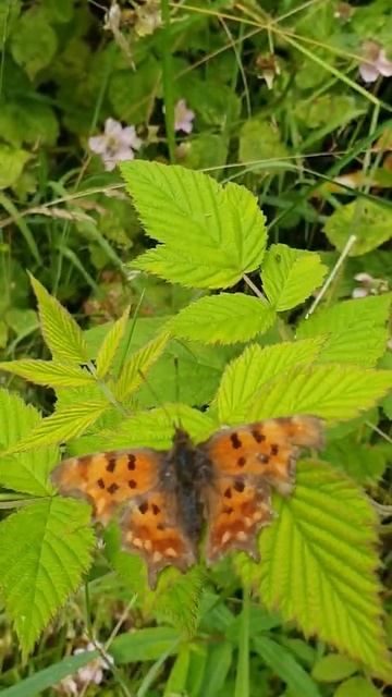 (Polygonia c-album) Comma butterfly