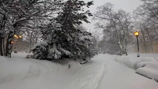 Аллея у ДДТ, метелька...