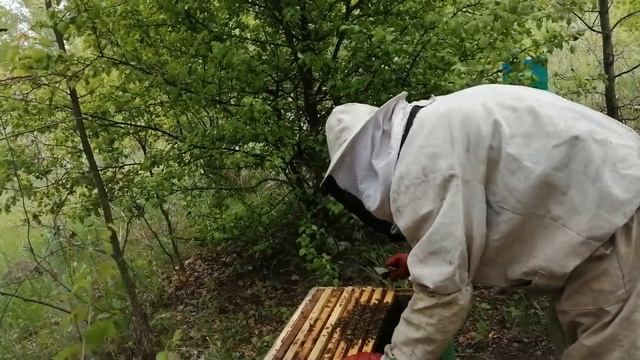 Как сделать отводок с карпатской породы