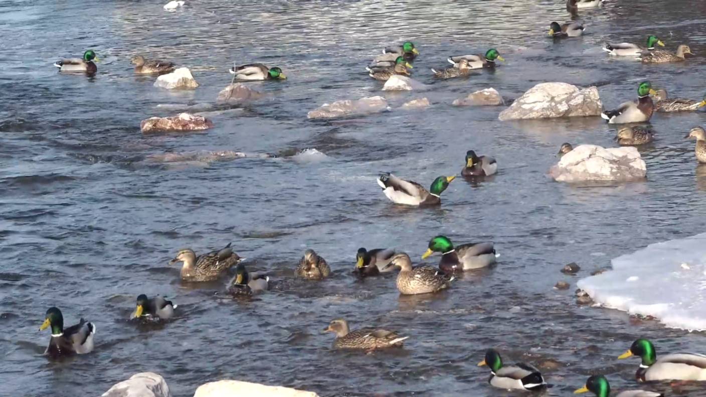 ВЕСЕННЯЯ ПОГОДА ПРИШЛА В КРАСНОЯРСК