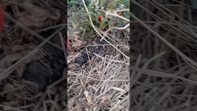 помидоры 21.09.2024